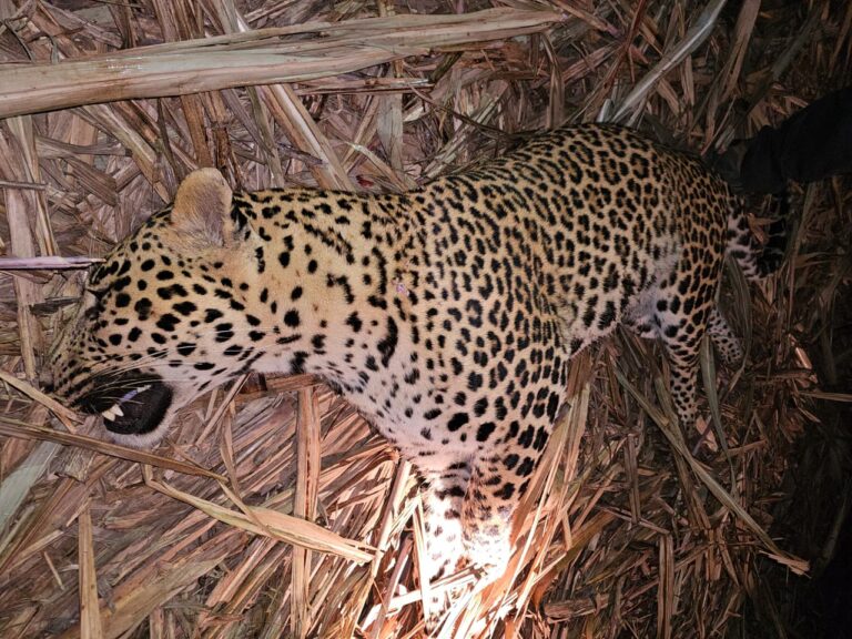 WhatsApp Image 2025-11-05 at 10.26.16